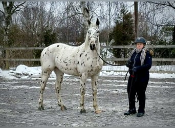 Knabstrup, Gelding, 4 years, 15,3 hh, Leopard-Piebald