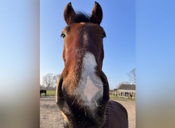 Knabstrup, Gelding, 4 years, 16 hh, Brown