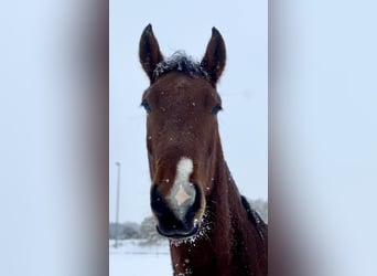 Knabstrup, Gelding, 4 years, 16 hh, Brown