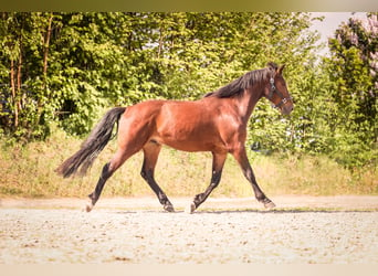 Knabstrup, Gelding, 4 years, 16 hh, Brown