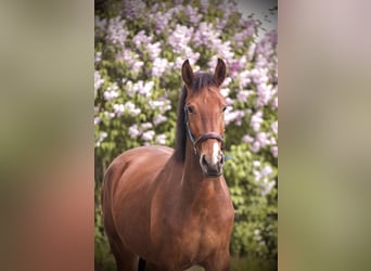 Knabstrup, Gelding, 4 years, 16 hh, Brown