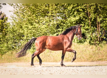 Knabstrup, Gelding, 4 years, 16 hh, Brown