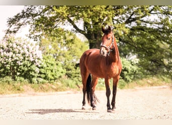 Knabstrup, Gelding, 4 years, 16 hh, Brown