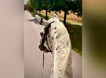 Knabstrup, Gelding, 4 years, 16 hh, Leopard-Piebald