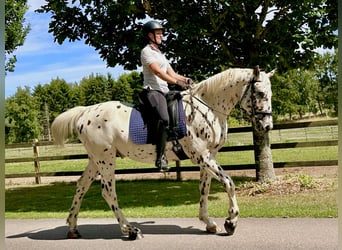 Knabstrup, Gelding, 4 years, 16 hh, Leopard-Piebald