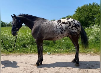 Knabstrup, Gelding, 4 years, 16 hh, Leopard-Piebald