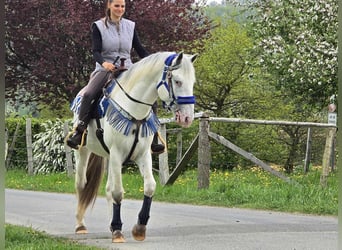 Knabstrup Mix, Gelding, 5 years, 15,1 hh, Gray