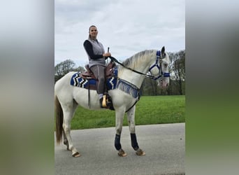Knabstrup Mix, Gelding, 5 years, 15,1 hh, Gray