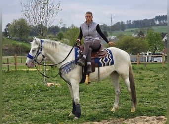 Knabstrup Mix, Gelding, 5 years, 15,1 hh, Gray