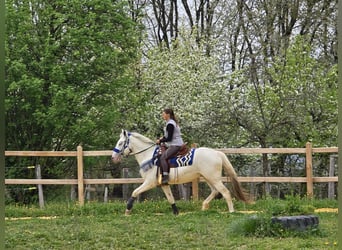 Knabstrup Mix, Gelding, 5 years, 15,1 hh, Gray