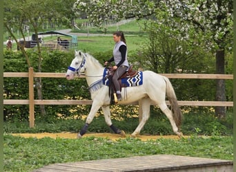 Knabstrup Mix, Gelding, 5 years, 15,1 hh, Gray
