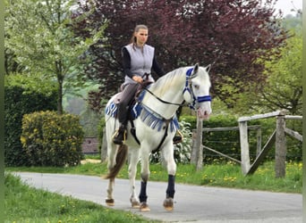 Knabstrup Mix, Gelding, 5 years, 15,1 hh, Gray