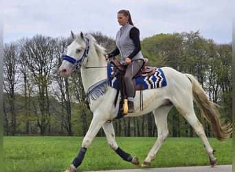 Knabstrup Mix, Gelding, 5 years, 15,1 hh, Gray