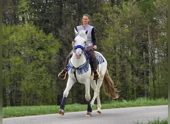 Knabstrup Mix, Gelding, 5 years, 15,1 hh, Gray