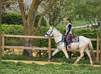 Knabstrup Mix, Gelding, 5 years, 15,1 hh, Gray