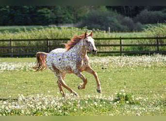 Knabstrup, Gelding, 5 years, 15,1 hh, Leopard-Piebald