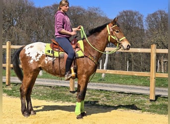 Knabstrup Mix, Gelding, 5 years, 15,1 hh, Leopard-Piebald