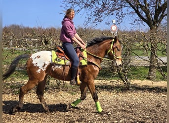 Knabstrup Mix, Gelding, 5 years, 15,1 hh, Leopard-Piebald