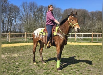 Knabstrup Mix, Gelding, 5 years, 15,1 hh, Leopard-Piebald