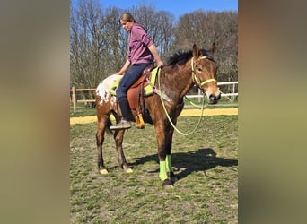 Knabstrup Mix, Gelding, 5 years, 15,1 hh, Leopard-Piebald