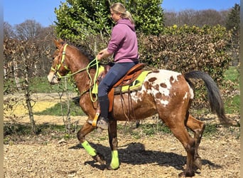 Knabstrup Mix, Gelding, 5 years, 15,1 hh, Leopard-Piebald