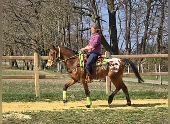 Knabstrup Mix, Gelding, 5 years, 15,1 hh, Leopard-Piebald