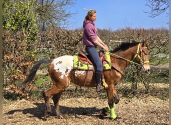 Knabstrup Mix, Gelding, 5 years, 15,1 hh, Leopard-Piebald