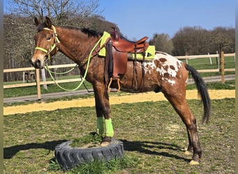 Knabstrup Mix, Gelding, 5 years, 15,1 hh, Leopard-Piebald