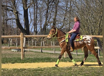 Knabstrup Mix, Gelding, 5 years, 15,1 hh, Leopard-Piebald