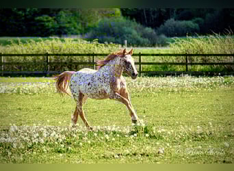 Knabstrup, Gelding, 5 years, 15,2 hh, Leopard-Piebald