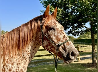 Knabstrup, Gelding, 6 years, 15.2 hh, Leopard-Piebald