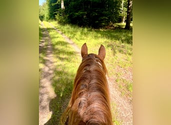 Knabstrup, Gelding, 6 years, 15.2 hh, Leopard-Piebald