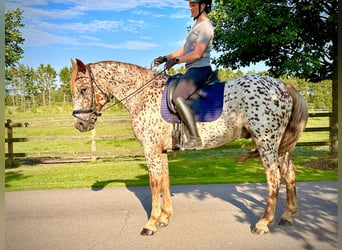 Knabstrup, Gelding, 6 years, 15.2 hh, Leopard-Piebald