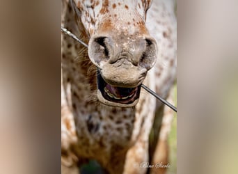 Knabstrup, Gelding, 6 years, 15.2 hh, Leopard-Piebald