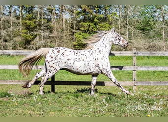 Knabstrup, Hongre, 12 Ans, 160 cm, Léopard
