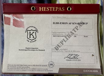 Knabstrup, Hongre, 12 Ans, 162 cm, Léopard