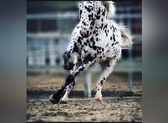 Knabstrup, Hongre, 14 Ans, 165 cm