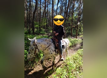 Knabstrup, Hongre, 21 Ans, 155 cm