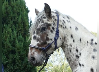 Knabstrup, Hongre, 2 Ans, 158 cm, Léopard