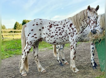Knabstrup, Hongre, 3 Ans, 154 cm, Léopard