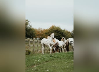 Knabstrup, Hongre, 3 Ans, 162 cm, Léopard