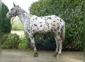 Knabstrup, Hongre, 3 Ans, 174 cm, Léopard