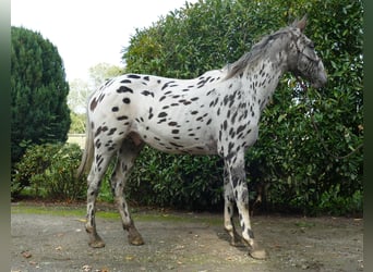 Knabstrup, Hongre, 3 Ans, 174 cm, Léopard