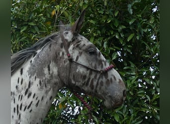 Knabstrup, Hongre, 3 Ans, 174 cm, Léopard