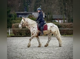 Knabstrup Croisé, Hongre, 4 Ans, 153 cm, Léopard