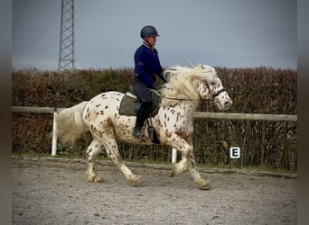 Knabstrup Croisé, Hongre, 4 Ans, 153 cm, Léopard