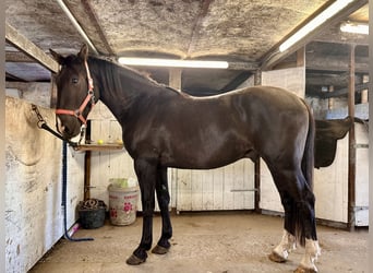 Knabstrup, Hongre, 4 Ans, 155 cm