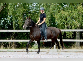 Knabstrup, Hongre, 4 Ans, 155 cm