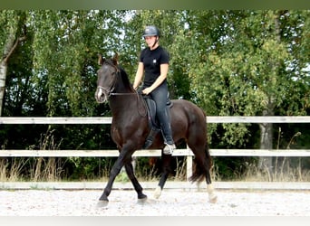 Knabstrup, Hongre, 4 Ans, 155 cm