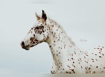 Knabstrup, Hongre, 4 Ans, 162 cm, Léopard